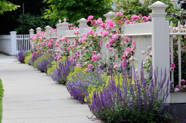 Garden Handyman Service in San Clemente