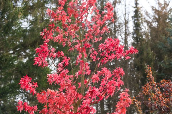 Japanese Maple Planting in San Clemente