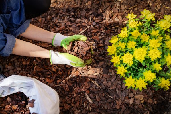 Pine Bark Delivery in San Clemente