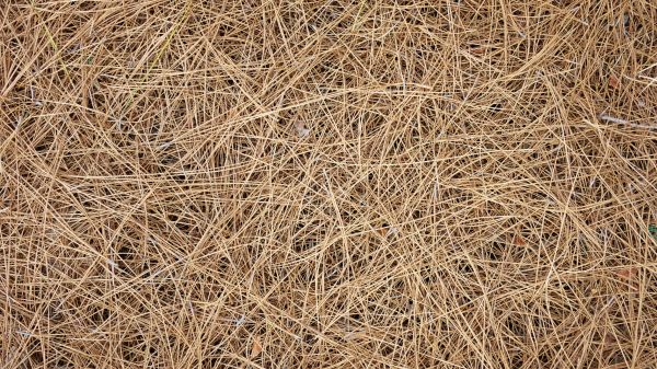 Pine Needles Delivery in San Clemente