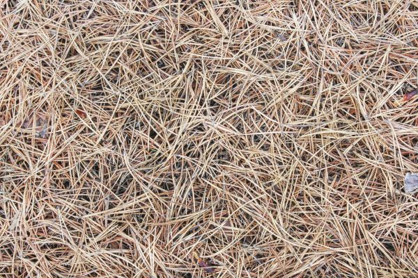 Pine Straw Installation in San Clemente