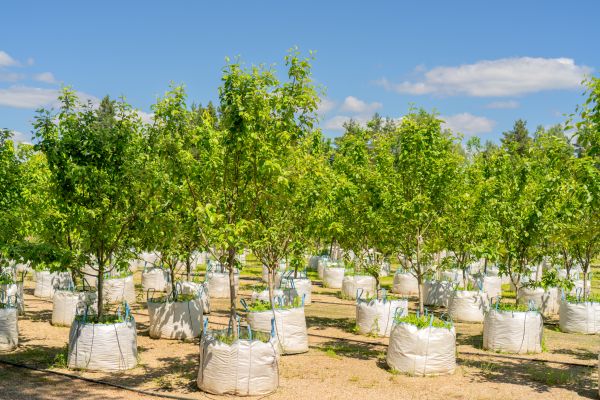 Tree Planting Service in San Clemente