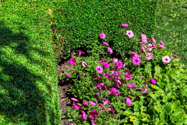 Softscaping Service in San Clemente