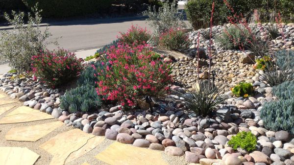 Xeriscape Landscaping in San Clemente