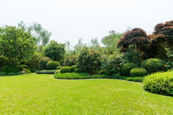 Tree Landscaping in San Clemente