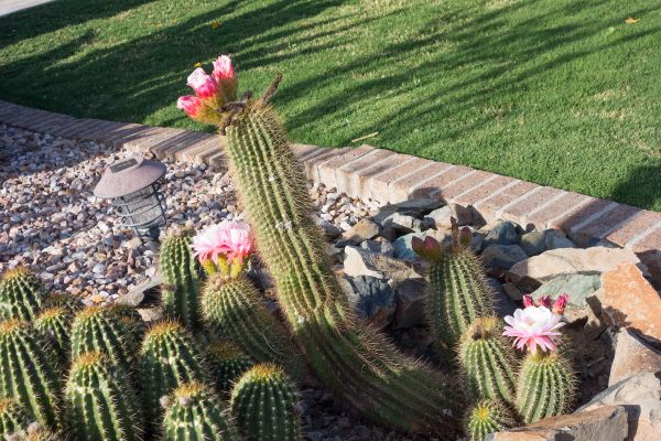 Desert Landscaping in San Clemente