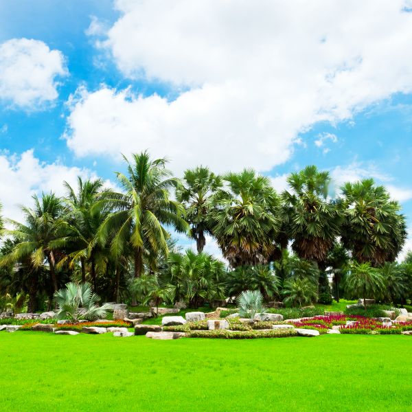 Tropical Landscaping in San Clemente