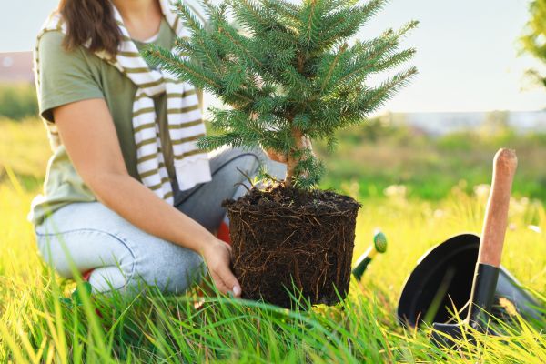 Spruce Tree Planting in San Clemente