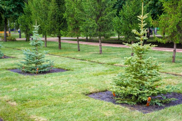 Privacy Trees Planting in San Clemente