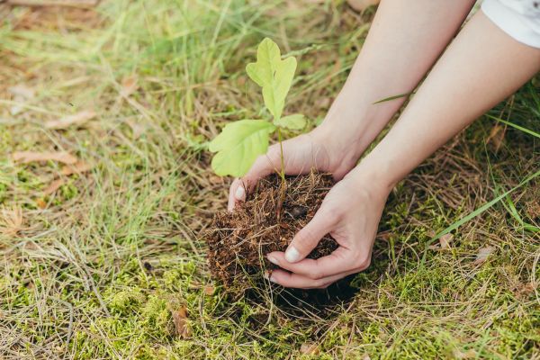 Oak Tree Planting in San Clemente