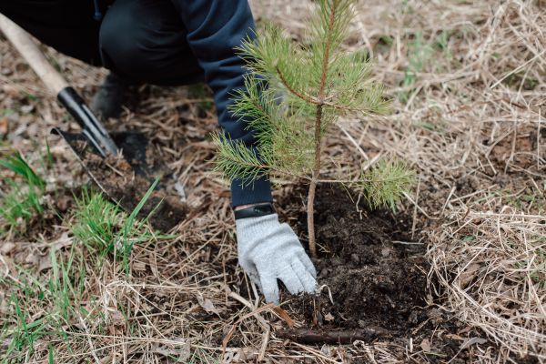 Pine Tree Planting in San Clemente