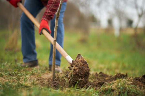 Trees Planting in San Clemente