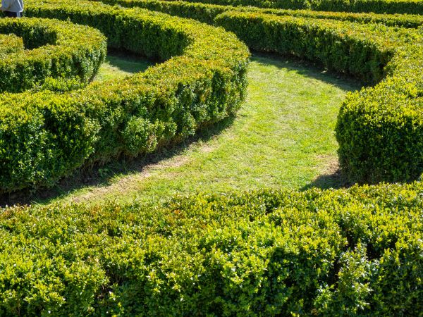 Bush Landscaping in San Clemente