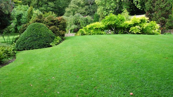 Commercial Landscape Design in San Clemente