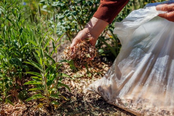 Wood Mulch Installation in San Clemente
