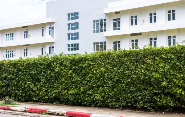 Privacy Landscaping in San Clemente