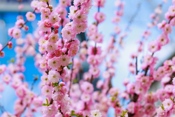 Japanese Cherry Tree Planting in San Clemente