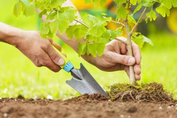 Fruit Tree Planting in San Clemente