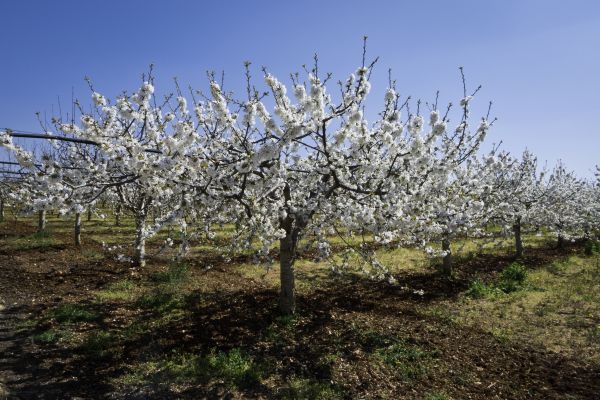 Orchard Planting in San Clemente
