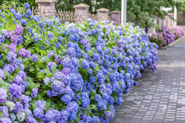Hydrangea Landscaping in San Clemente