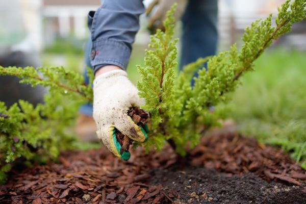 Church Mulching in San Clemente