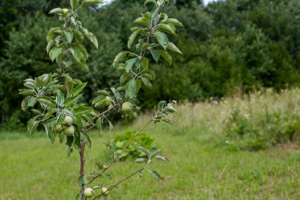 Apple Tree Planting in San Clemente