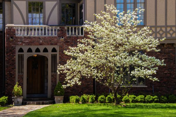 Dogwood Tree Planting in San Clemente
