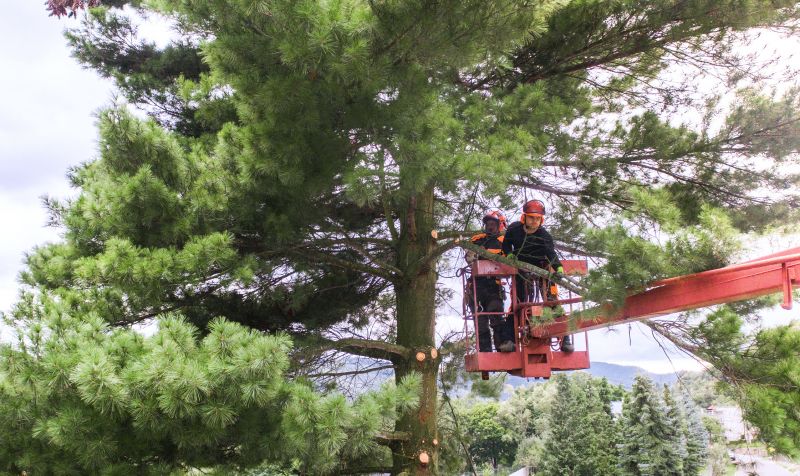 Tree Arborist Service